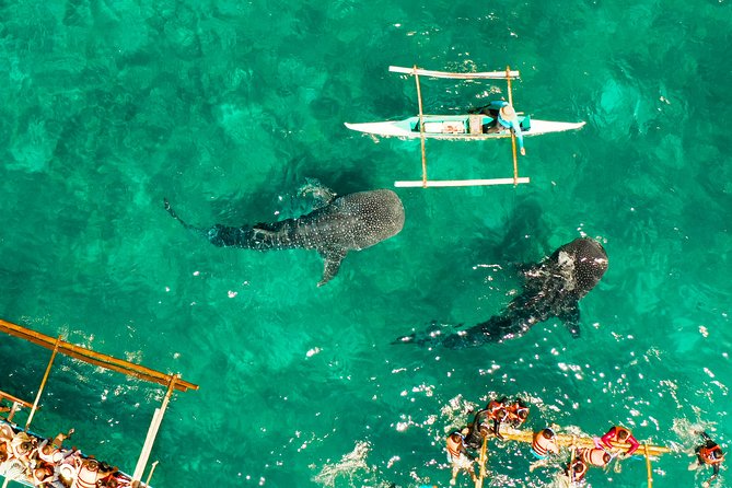 Oslob Whale Shark Snorkeling & Kawasan Canyoning Tour - Lunch beside the second waterfall