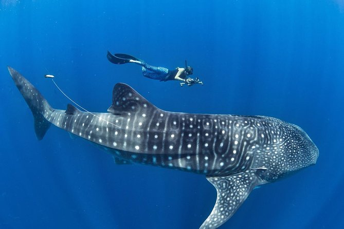 Oslob Whale Shark Snorkeling & Pescador & Sardine Run & Turtle - The four big reasons to book this Cebu day trip
