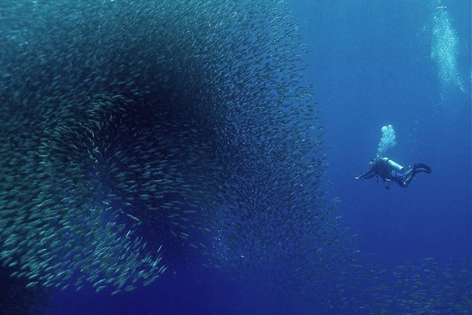 Oslob Whale Shark Snorkeling & Pescador & Sardine Run & Turtle - Why this tour packs so much into one day