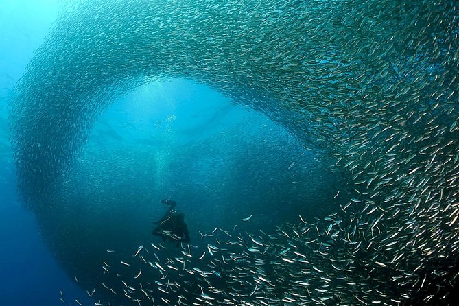 Oslob Whale Shark Snorkeling & Pescador & Sardine Run & Turtle - The 3:30 a.m. pickup and private-car advantage