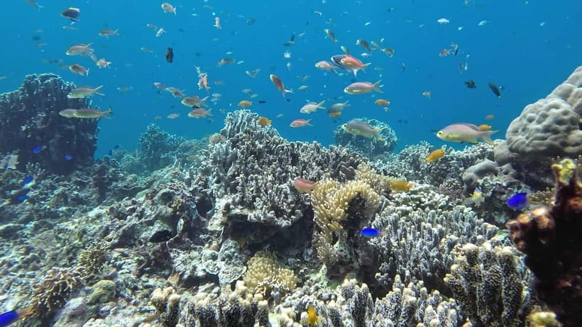 Oslob: Whale Shark Tour with Sumilon & Moalboal Snorkeling - Why this Cebu day trip packs in so much