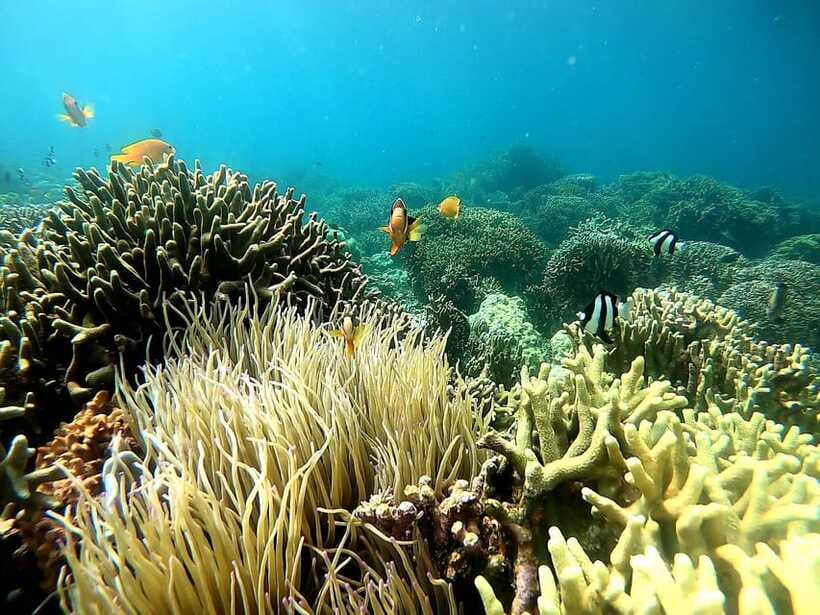 Oslob: Whale Shark Tour with Sumilon & Moalboal Snorkeling - What private transport really adds