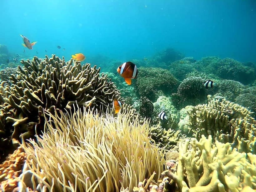 Oslob: Whale Shark Tour with Sumilon & Moalboal Snorkeling - Who should book this trip?