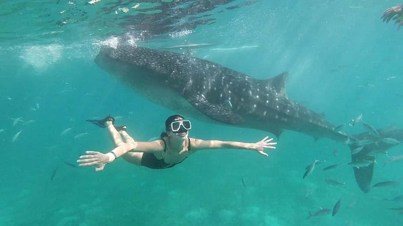 Oslob: Whale Shark Tour with Sumilon & Moalboal Snorkeling - The 2:00 AM pickup and ride to Oslob