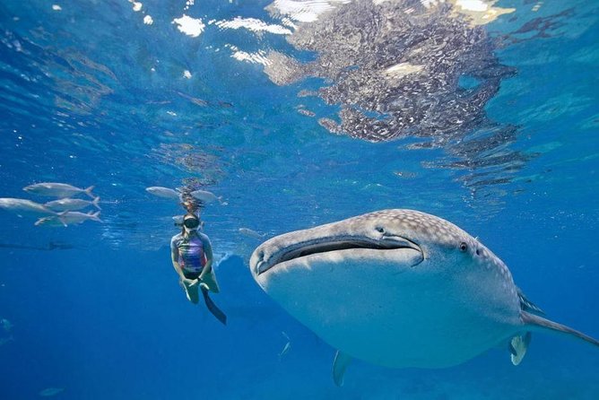 Oslob Whale Shark & Tumalog Falls & Kawasan Falls Canyoneering - Kawasan Falls is the finish, not a separate full-day stop