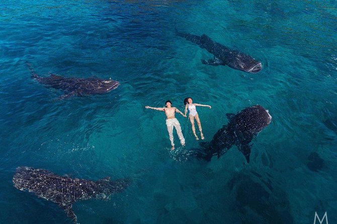Oslob Whale Shark & Tumalog Falls & Kawasan Falls Canyoneering - What the Oslob whale shark swim is really like
