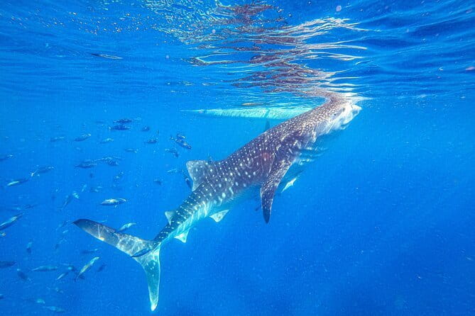 Oslob Whale Shark & Tumalog Waterfalls & Sumilon Sandbar - Why This Cebu Day Trip Takes All Day