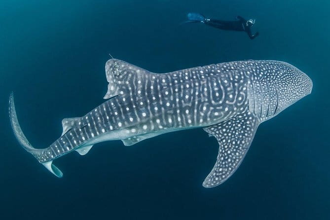 Oslob Whale Shark & Tumalog Waterfalls & Sumilon Sandbar - Weather, Timing, and Wildlife Limits