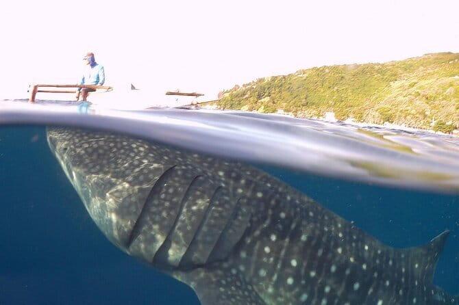 Oslob Whale Shark & Tumalog Waterfalls & Sumilon Sandbar - Who Will Get the Most From This Tour