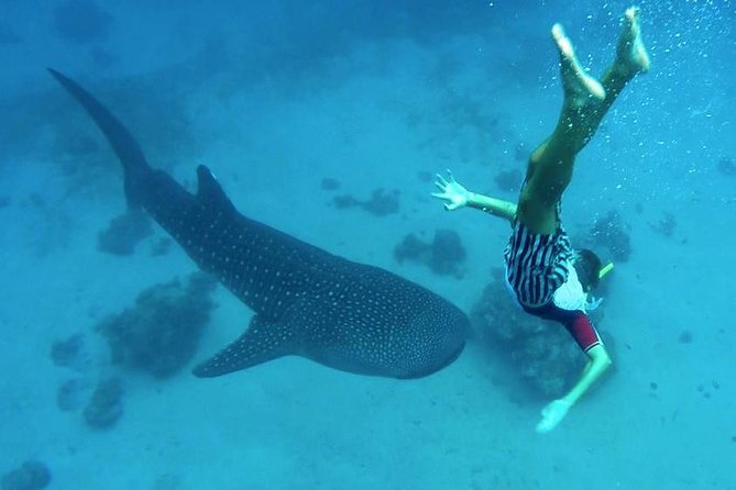 Oslob Whale Shark Watching - The 4 a.m. start from Cebu City