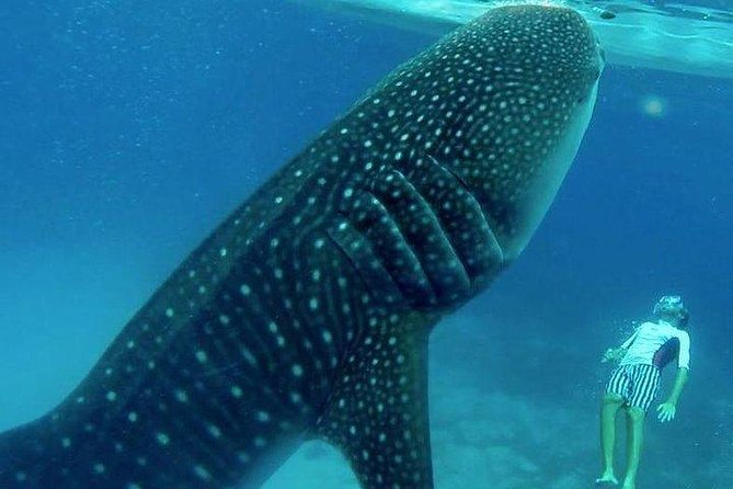 Oslob Whale Shark watching + Canyoneering Adventure Tour - Tumalog Falls brings a quieter change of pace