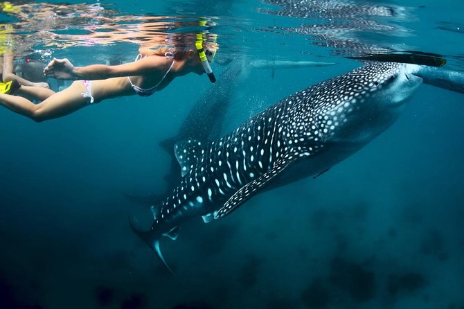 Oslob Whale Shark Watching - Arriving in Oslob and preparing for the water
