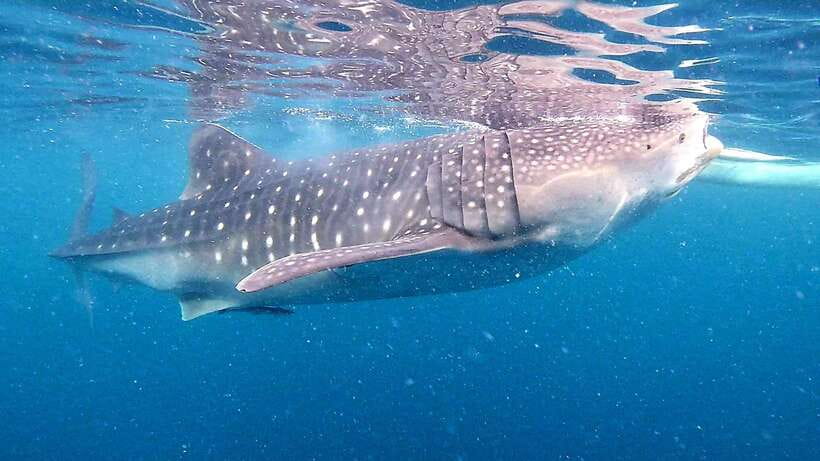 Oslob: Whale Sharks, Inambakan Falls & Moalboal Sardines - Inambakan Falls brings freshwater relief