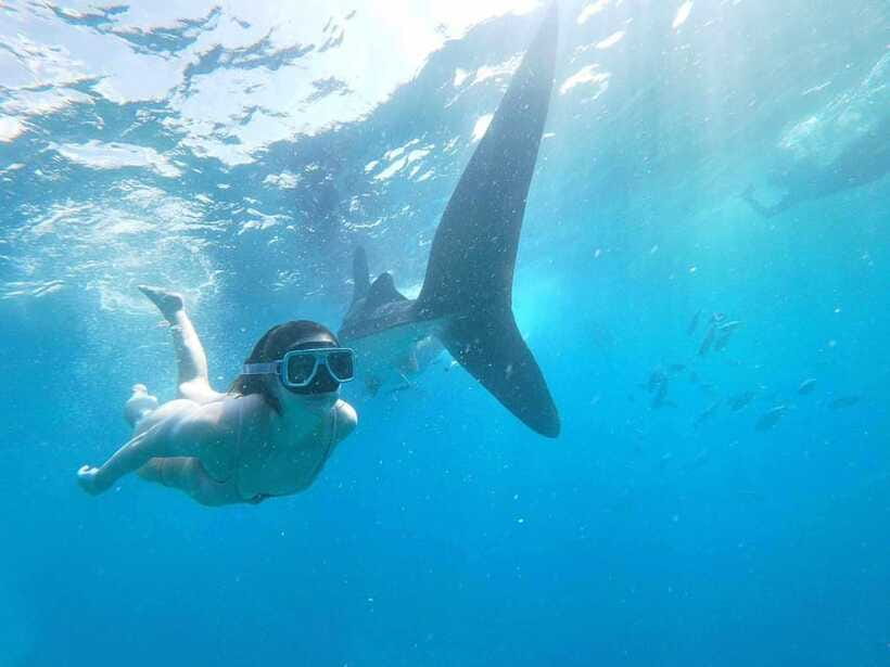 Oslob: Whale Sharks, Tumalog Falls & Sumilon Trio Adventure - The driver can shape the whole day