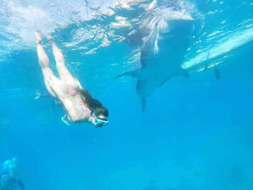 Oslob: Whale Sharks, Tumalog Falls & Sumilon Trio Adventure - Booking details worth checking