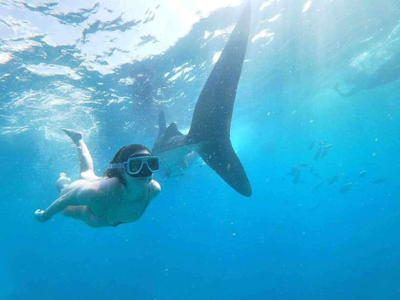 Oslob: Whale Sharks, Tumalog Falls & Sumilon Trio Adventure - The early start at Oslob’s whale shark area