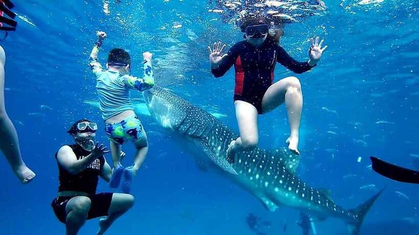 Oslob: Whaleshark Swimming, Inambakan Falls & Moalboal Tour - Moalboal’s sardine run from Panagsama Beach
