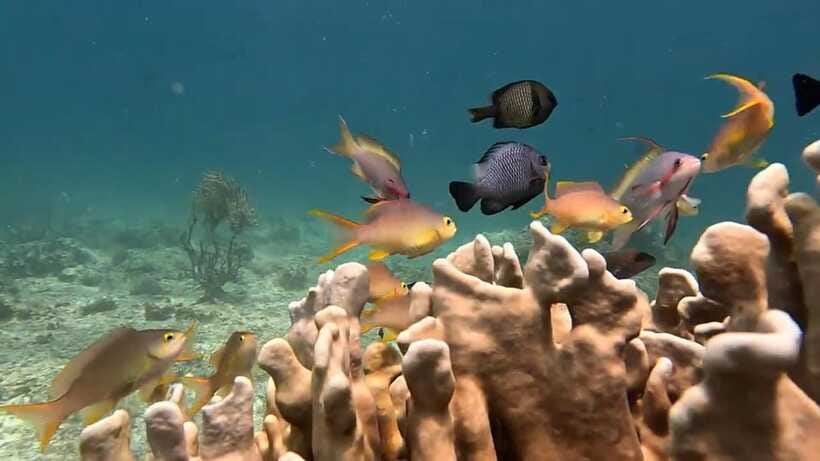 Oslob: Whaleshark Swimming, Inambakan Falls & Moalboal Tour - Timing, meals, and the real length of the day