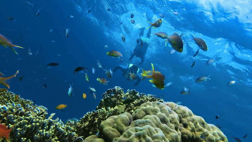 Oslob: Whaleshark Swimming, Inambakan Falls & Moalboal Tour - Leaving at 3:00 AM for Oslob
