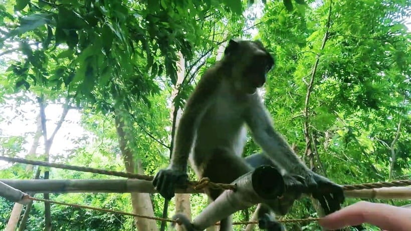 Oslob: Whaleshark Watching, Sumilon Island & Monkey Viewing - Breakfast and Tumalog Falls: a useful pause with a cost question