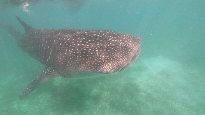 Oslob: Whaleshark Watching, Sumilon Island & Monkey Viewing - The vehicle time can shape your whole impression
