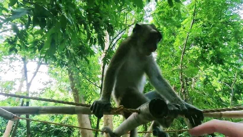 Oslob: Whaleshark Watching, Sumilon Island & Monkey Viewing - What the $81 price really covers