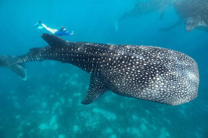 Oslob Whaleshark with Sumilon Island - Why this southern Cebu day works