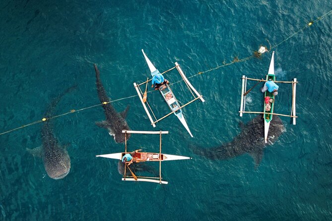 Oslob Whaleshark with Sumilon Island - What the $120 price really covers
