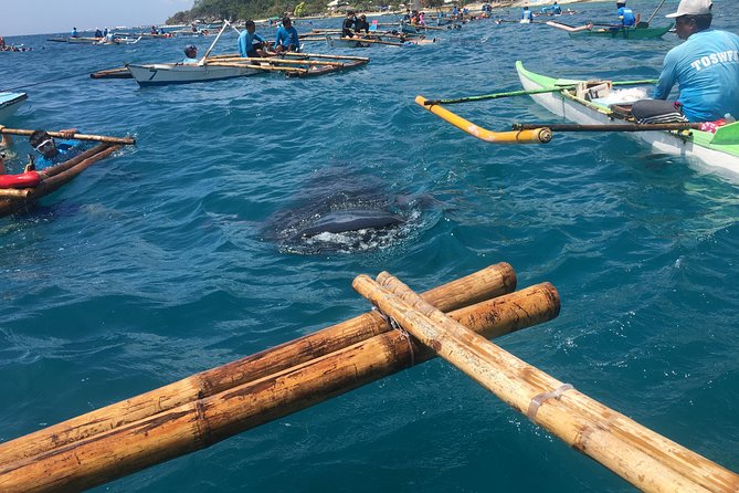 Oslob Whalesharks & Aguinid Falls w/ Sumilon Sandbar (3in1) - Meeting the whale sharks at Tan-awan