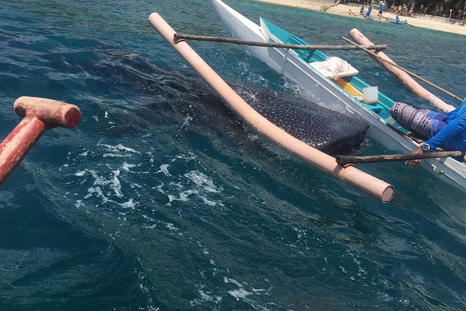 Oslob Whalesharks & Aguinid Falls w/ Sumilon Sandbar (3in1) - A 15-minute boat ride to the sandbar