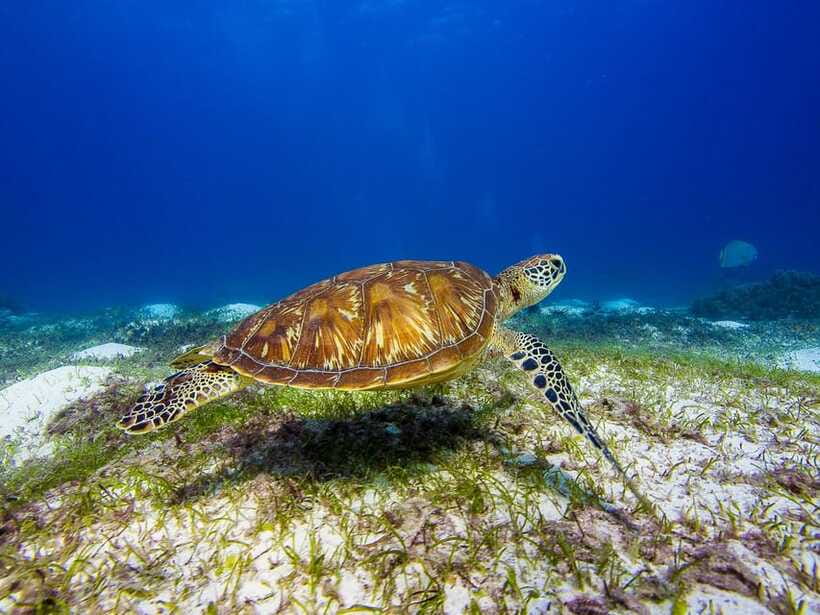 Pamilacan island: Dolphins, snorkel, lunch and walking tour - What private really changes