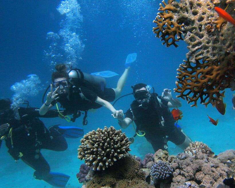 Panglao Bohol: Try Scuba Diving at Napaling and Sardines - Napaling Reef and the Sardine School