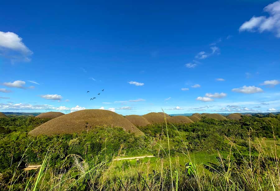 Panglao: Dao, Forests, and Tarsier Sanctuary Tour with Lunch - Why this private Bohol day works so well