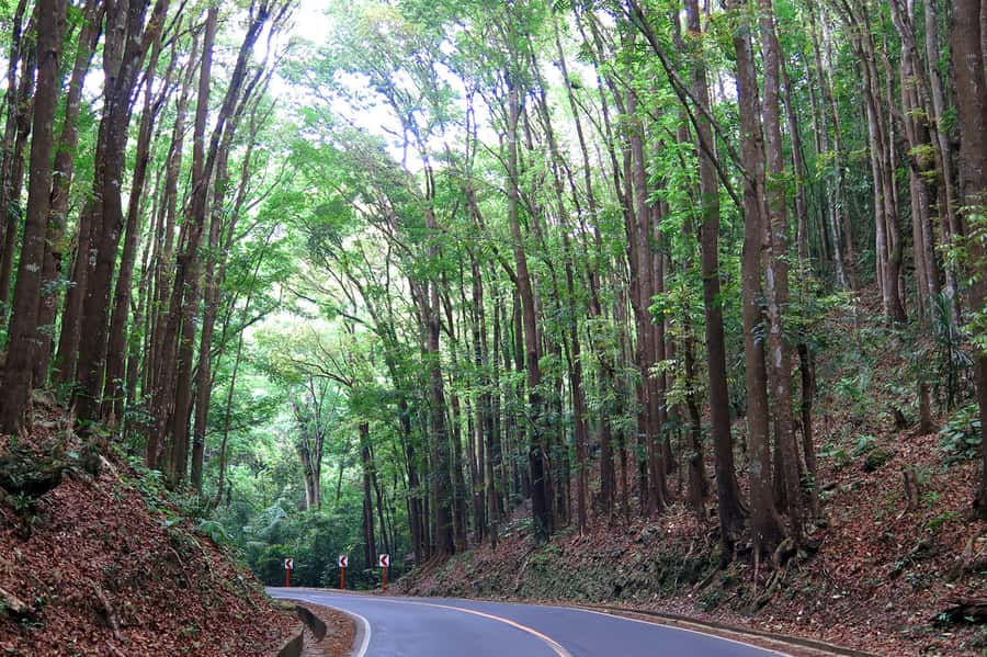 Panglao: Dao, Forests, and Tarsier Sanctuary Tour with Lunch - Who should book this Bohol tour?