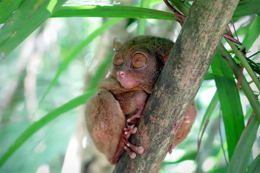 Panglao: Dao, Forests, and Tarsier Sanctuary Tour with Lunch - Tagbilaran market: a quick look at daily trade
