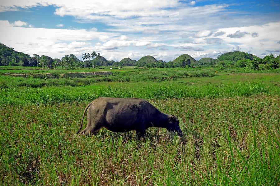 Panglao: Dao, Forests, and Tarsier Sanctuary Tour with Lunch - Chocolate Hills: Bohol’s big panoramic moment