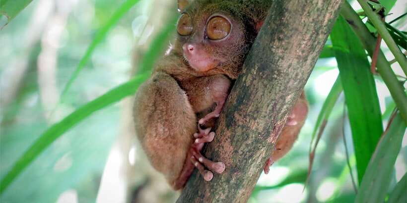 Panglao: Dao, Forests, and Tarsier Sanctuary Tour with Lunch - A waterfall pool to finish the day