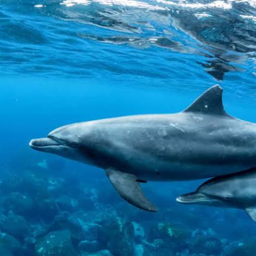 Panglao: Island Hopping w/Balicasag (Shared) - Balicasag Island and its protected reef areas