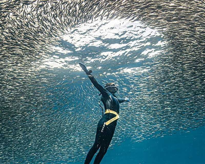 Panglao: Napaling Reef and Sardines Freediving Experience - Swimming with the sardines