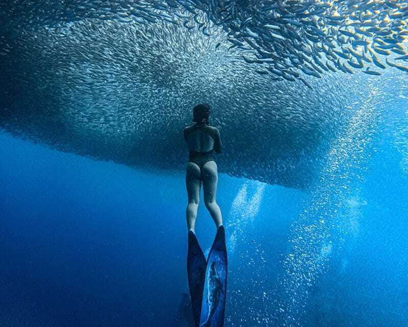Panglao: Napaling Reef and Sardines Freediving Experience - Coral, fish, and the value of staying curious