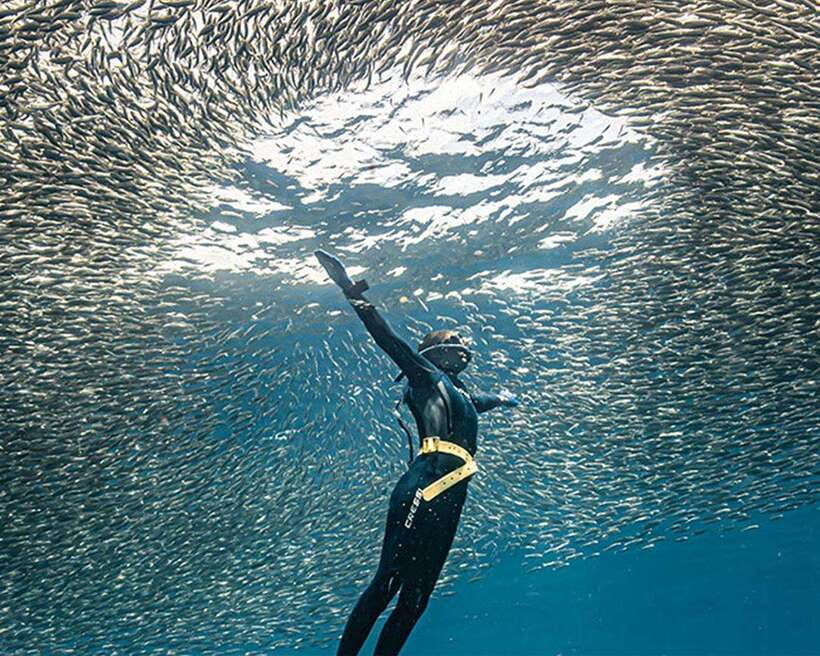 Panglao: Napaling Reef and Sardines Freediving Experience - Meeting at Freedive Academy Panglao