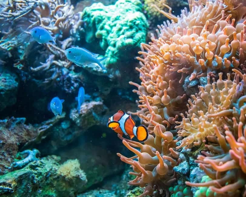 Panglao: Snorkeling at NapalingReef with Sardines Experience - Key points before you book