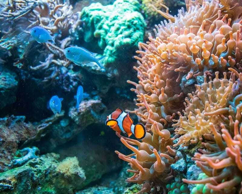 Panglao: Snorkeling at NapalingReef with Sardines Experience - Who should book this reef outing