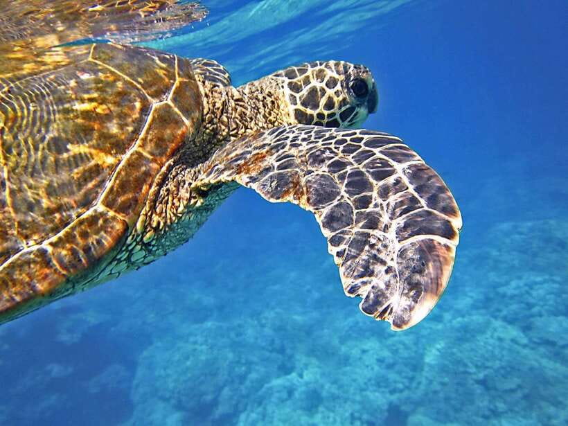 Port Barton: Island Hopping to Turtle Spot & Reef with Lunch - Why Port Barton works for a quieter boat day