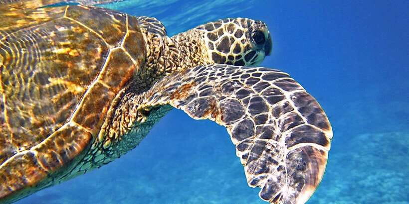 Port Barton: Island Hopping to Turtle Spot & Reef with Lunch - The beach BBQ is a real part of the experience