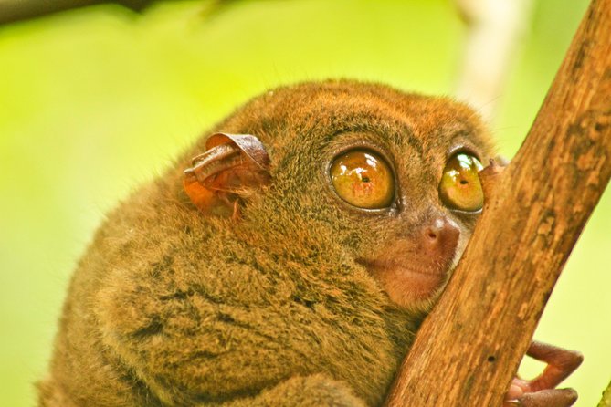 Private Day Trip Cebu to Bohol w/ Chocolate Hills & Loboc Cruise - Chocolate Hills: the main event