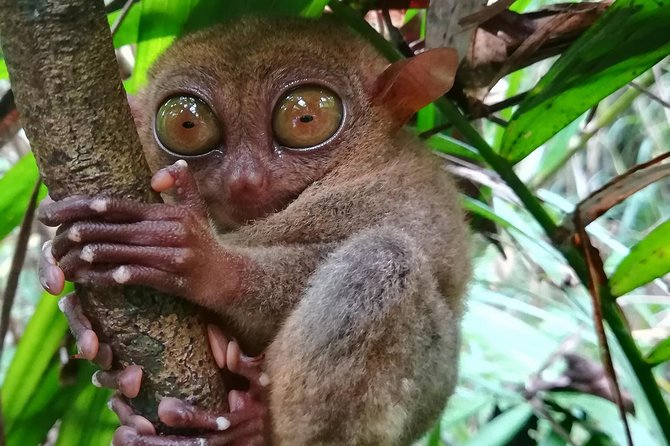 Private Day Trip Cebu to Bohol w/ Chocolate Hills & Loboc Cruise - Is $285 per person fair?