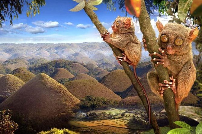 Private Day Trip Cebu to Bohol w/ Chocolate Hills & Loboc Cruise - Meeting Bohol’s tiny tarsiers at Corella