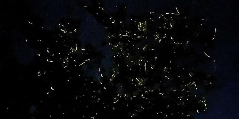Private Firefly Watching Night Cruise on Bohol Abatan River - Arriving at the Abatan River
