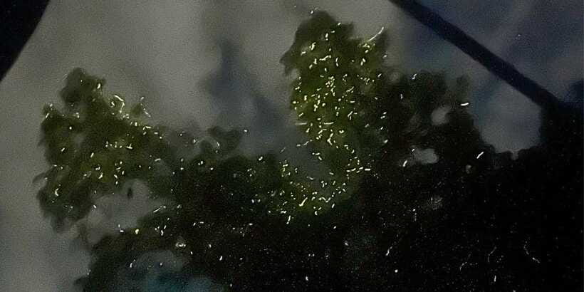 Private Firefly Watching Night Cruise on Bohol Abatan River - On the water: three trees and a sky full of flashes